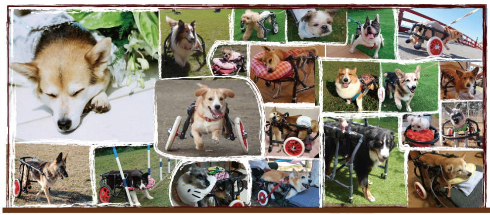 犬の車椅子のわんうぉーく | ［完全予約制］千葉県当日～3日で製作