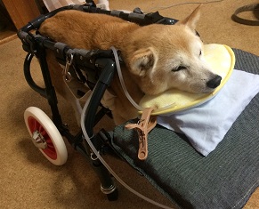 犬の車椅子のアイデア 4輪車. | 犬の車椅子のわんうぉーく
